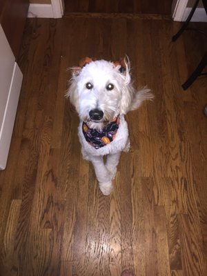 chris waggin tails hours