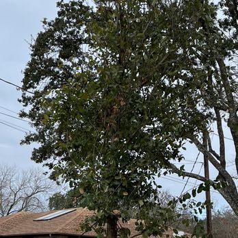 Moon Valley Nurseries - Monterrey oak - Nurseries & Gardening Near Me - Austin, Texas