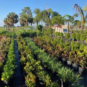 GDI Nursery & Landscaping - variety of plants - Landscaping Near Me - Lehigh Acres, Florida GDI Nursery & Landscaping - variety of plants - Landscaping Near Me - Lehigh Acres, Florida