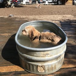 Indoor Dog Park Dfw 2025