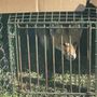 Photo of Southwest Nuisance Wildlife Control