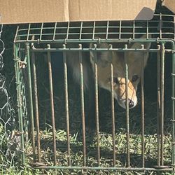 Southwest Nuisance Wildlife Control - This company set up traps in a wooded area with natural wildlife to trap multiple Fox, per the home owner.  A young Fox has been sitting in