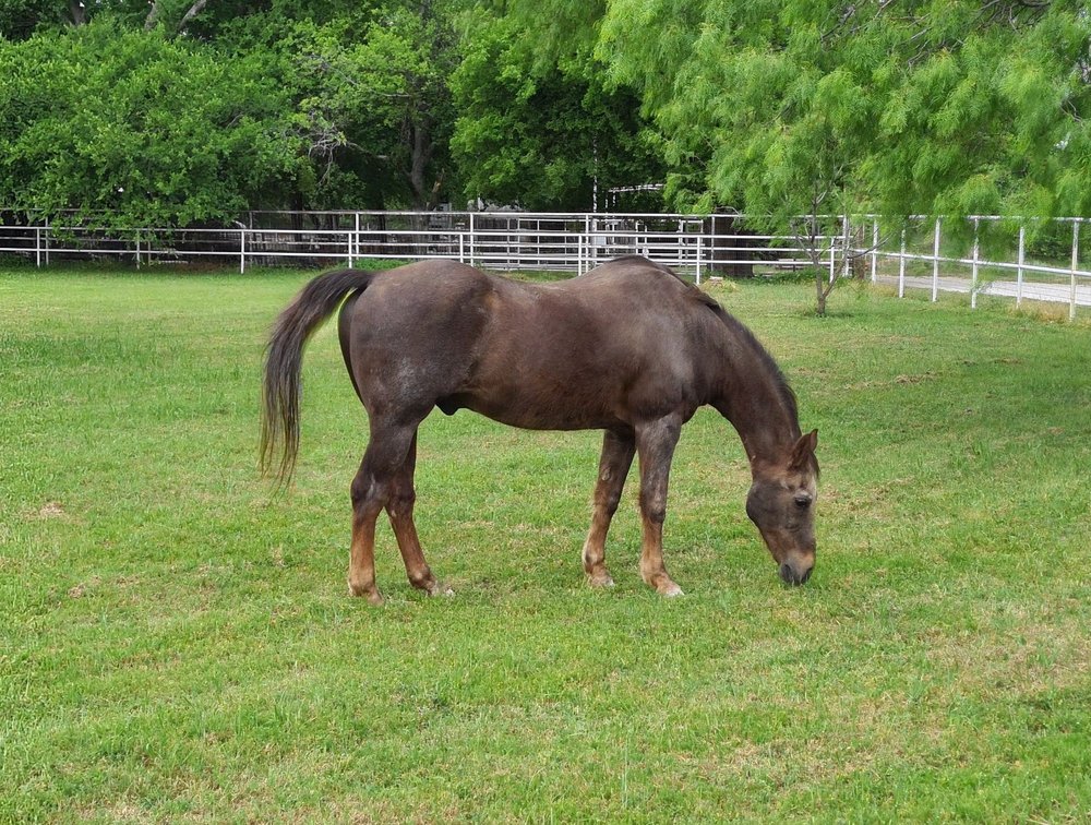 Fort Worth Horseshoe Club - equestrian in Fort Worth, TX