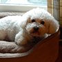 Photo of Town & Country Veterinary Services PA