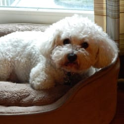 Town & Country Veterinary Services PA - Sparkle loves going to Town and Country Vets