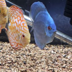 DenCOdiscus - Xtra Large Discus