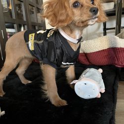 Four Paws Grooming - Luna for Mizzou!