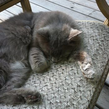 Duval House - House cat asleep in garden area Jan 2014. - Bed & Breakfast Near Me - Key West, Florida Duval House - House cat asleep in garden area Jan 2014. - Bed & Breakfast Near Me - Key West, Florida