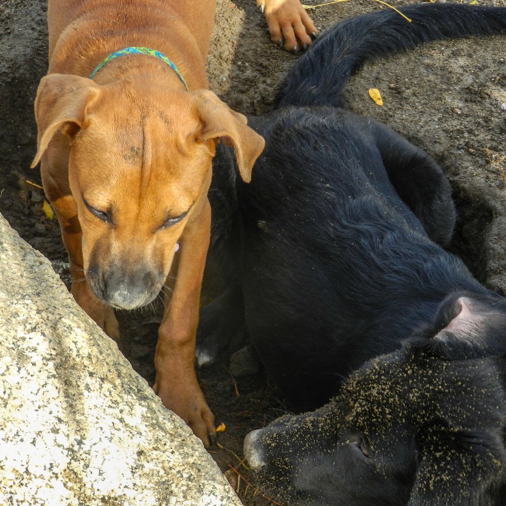 2 recent adoptees! 2 recent adoptees!