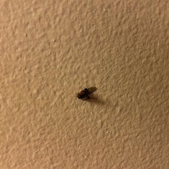 Devil's Head Resort & Convention Center - Dead fly on the wall below the TV, was not cleaned off after room was made up on 2nd day. - Hotels Near Me - Merrimac, Wisconsin