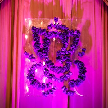Rami's Mandap - Wedding Planning Near Me - Skokie, Illinois