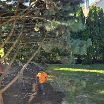 Budget Lawn Services - New company redoing the job that Budget didn't do - Lawn Services Near Me Budget Lawn Services - New company redoing the job that Budget didn't do - Lawn Services Near Me