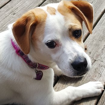 Canines & Felines - Belle loves visiting Kitty and getting her nails done every four weeks. - Pet Groomers Near Me Canines & Felines - Belle loves visiting Kitty and getting her nails done every four weeks. - Pet Groomers Near Me