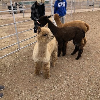 Plum Creek Alpacas - I gotta be me... - Attraction Farms Near Me - Bradfordsville, Kentucky