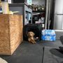 Photo of Dog Fountain Mobile Grooming