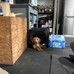 Dog Fountain Mobile Grooming - Pups 1st cut