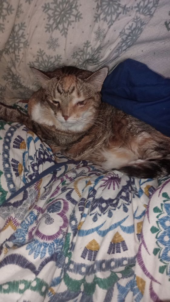 Summer Street Cat Clinic, PC - pet boarding facility in Buffalo, NY