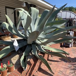 A huge agave A huge agave