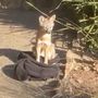 Photo of Animal Out Solutions