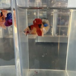 Two male betta fish side by side