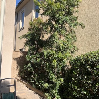 Environmental Green Tree Care - Before pic 1 - Tree Services Near Me