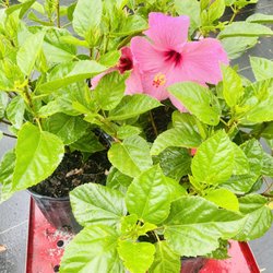 Woerner - Woerners text me my pink hibiscus came in! Thanks so much! xoxo