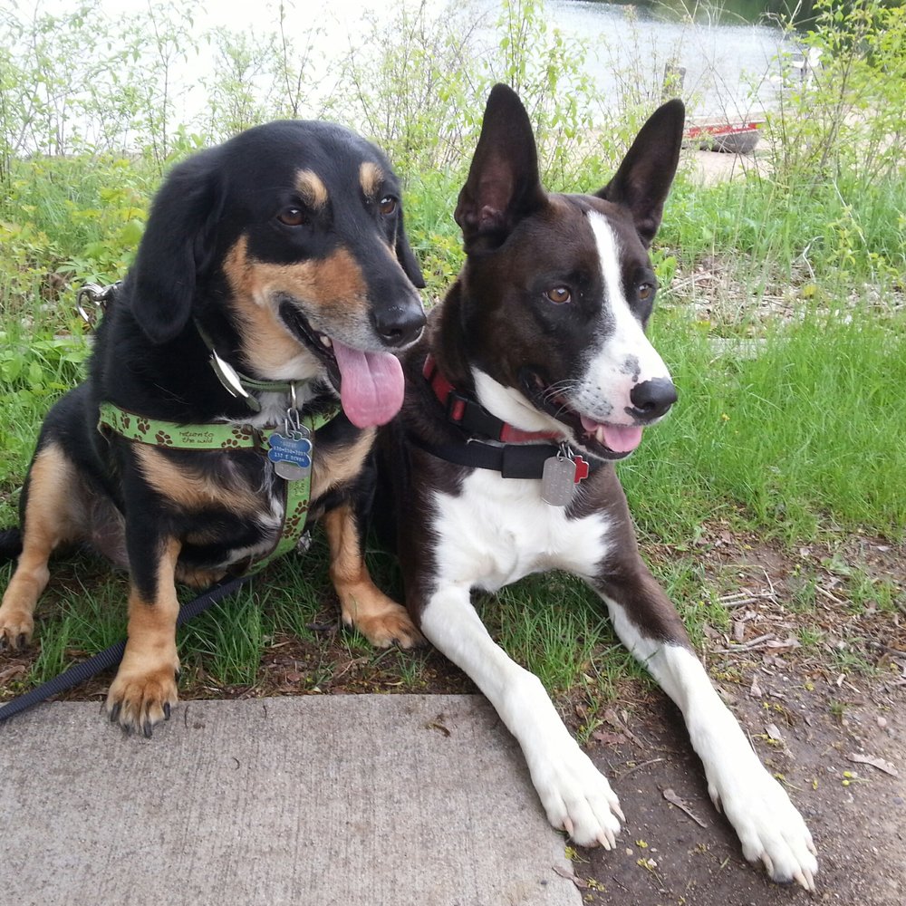 Second City Canine Rescue - Animal Shelters Near Me - Palatine, Illinois