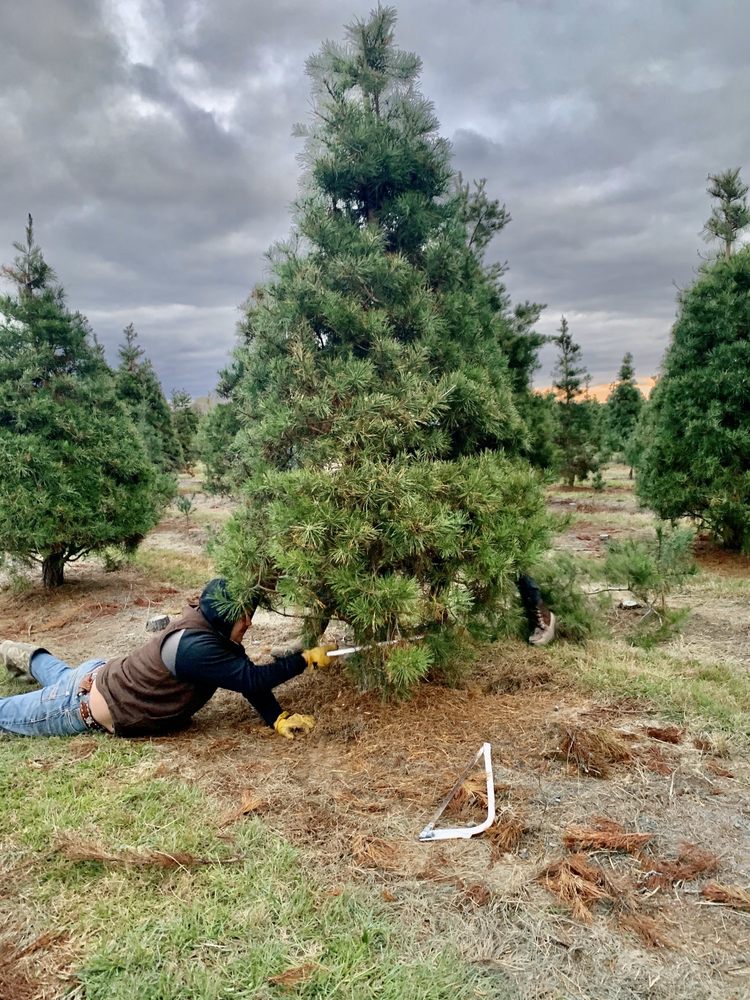 HIGH STAR CHRISTMAS TREES Updated September 2024 12 Reviews 19020