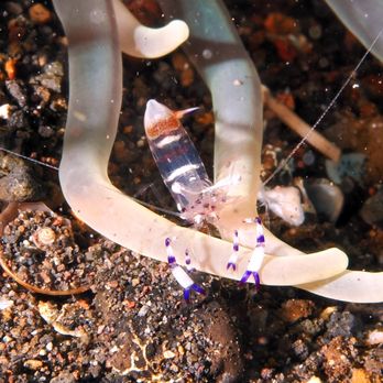 Rivers to Reef - Shrmp - Travel Agents Near Me