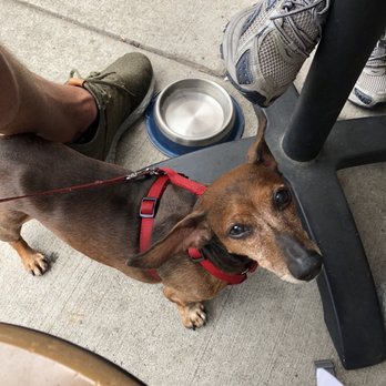Nightingale - Jefferson enjoyed the Dog friendly patio - Cocktail Bars Near Me - Minneapolis, Minnesota Nightingale - Jefferson enjoyed the Dog friendly patio - Cocktail Bars Near Me - Minneapolis, Minnesota