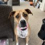 Photo of Chestnut Mountain Animal Hospital