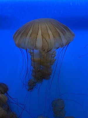 Audubon Aquarium by null