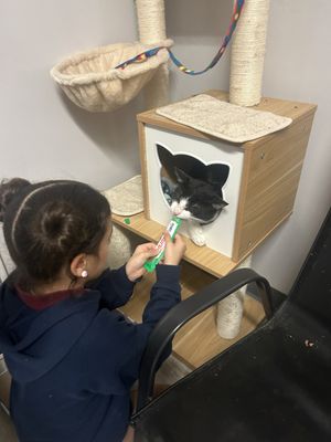 Kitty Cat Cafe and Adoption Lounge Inc by null