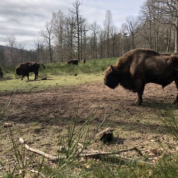 Wildpark Kaiserslautern - Zoos Near Me - Kaiserslautern, RP