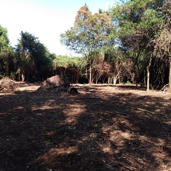 Palmetto Clear Cut - Landscaping Near Me - Marion, South Carolina Palmetto Clear Cut - Landscaping Near Me - Marion, South Carolina