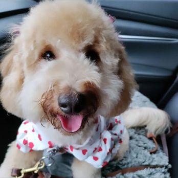 Button Nose Grooming & Pet Supply - Thank you Button Nose, most especially Vincent!! - Pet Stores Near Me - La Cañada Flintridge, California Button Nose Grooming & Pet Supply - Thank you Button Nose, most especially Vincent!! - Pet Stores Near Me - La Cañada Flintridge, California