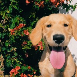 Sunny Pets