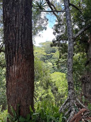 Waikamoi Nature Trailhead and Parking Area by null