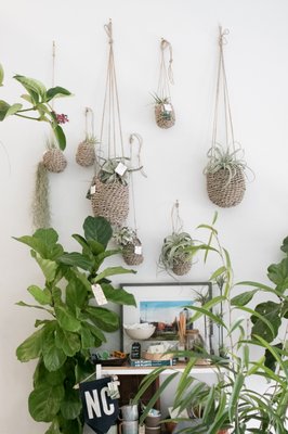 The ZEN Succulent by null