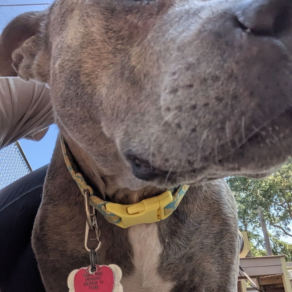 Barks & Recreation Pet Suites - Pet Sitting Near Me - Spring, Texas