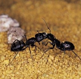 Locke's Pest Control