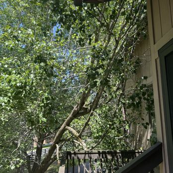 Precision Cutz Tree Services - Tree Services Near Me - Coeburn, Virginia Precision Cutz Tree Services - Tree Services Near Me - Coeburn, Virginia
