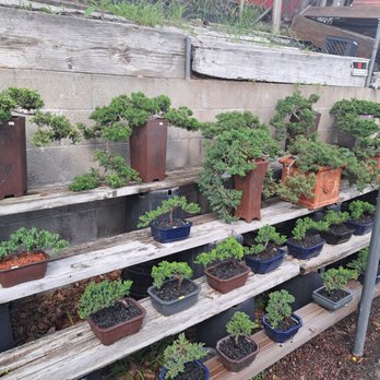 Eden Bonsai - Nurseries & Gardening Near Me - La Crescenta, California