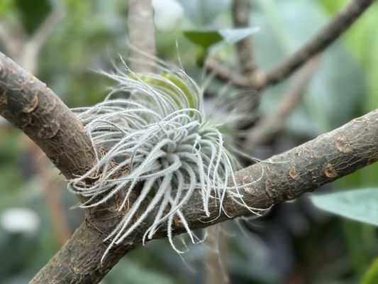 Muttart Conservatory by null