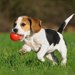 Hound Rangers