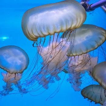 Downtown Aquarium - Museums Near Me - Denver, Colorado Downtown Aquarium - Museums Near Me - Denver, Colorado