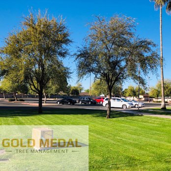 Gold Medal Tree Management - Gold Medal - Tree Services Near Me - Mesa, Arizona