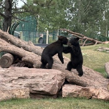 Bear Country USA - Cubs - Zoos Near Me - Rapid City, South Dakota Bear Country USA - Cubs - Zoos Near Me - Rapid City, South Dakota