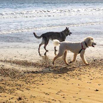 Best Dog Ever - Pet Training Near Me Best Dog Ever - Pet Training Near Me