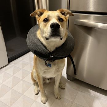 Amazing Small Animal Practice - Hyde post check up, doing much better now :) - Veterinarians Near Me - Gardena, California